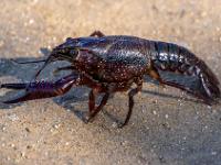 Ein Flußkrebs am Uferweg beim Rio Lima - Ponte de Lima